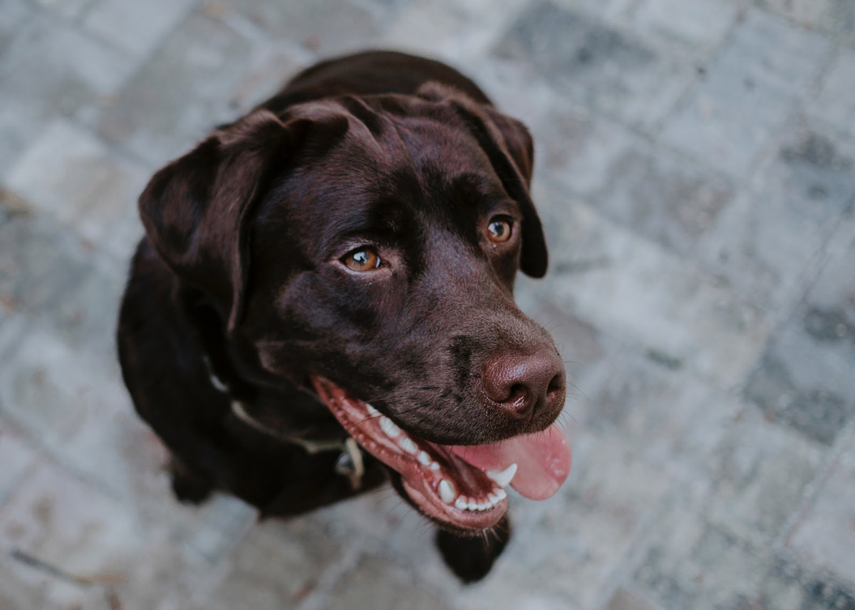 4 Reasons Why You Shouldn’t Give Your Dogs Rawhide