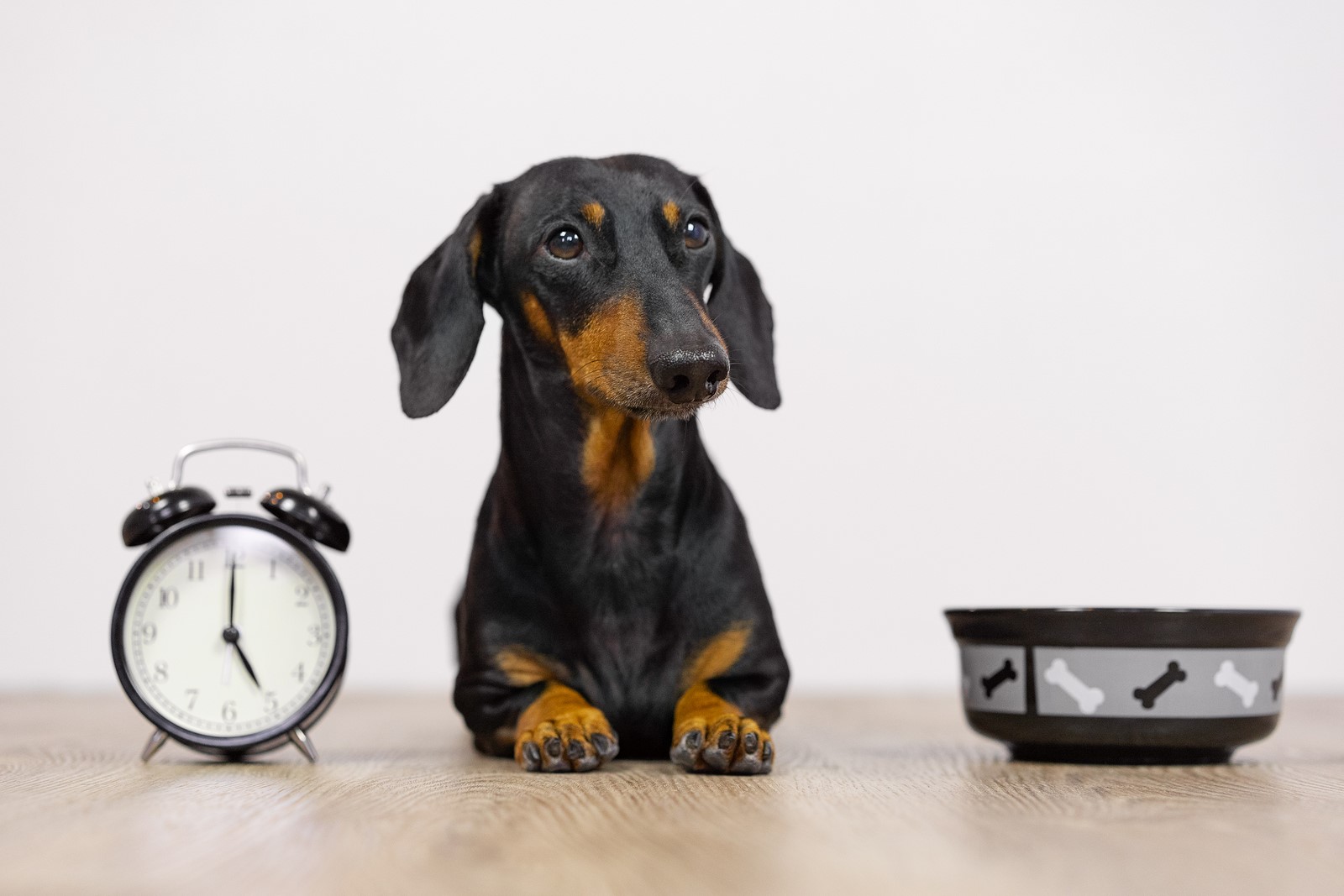 5 Tips to Train Your Dog Properly