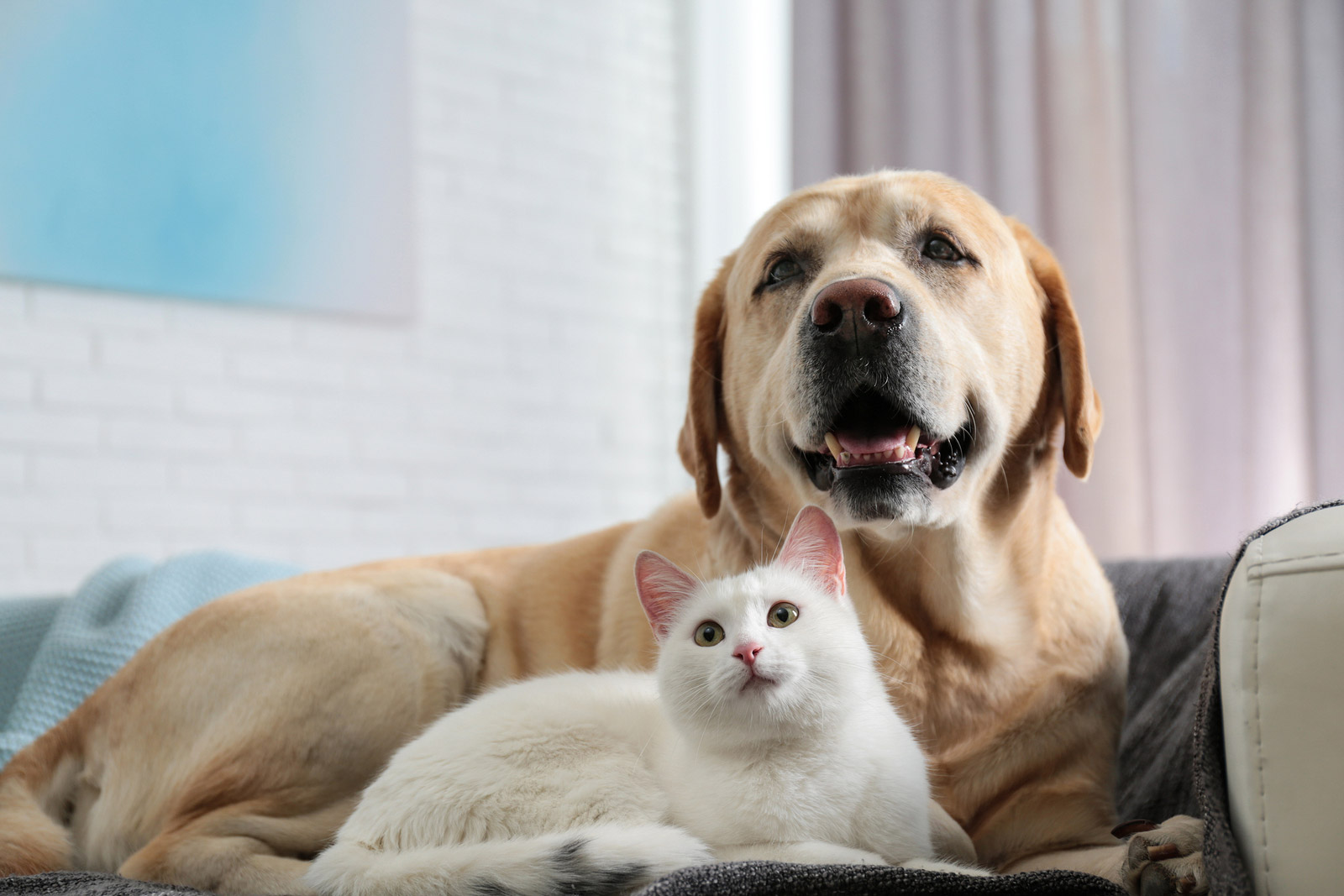 6 Benefits of Feeding Your Pet A Raw Food Diet
