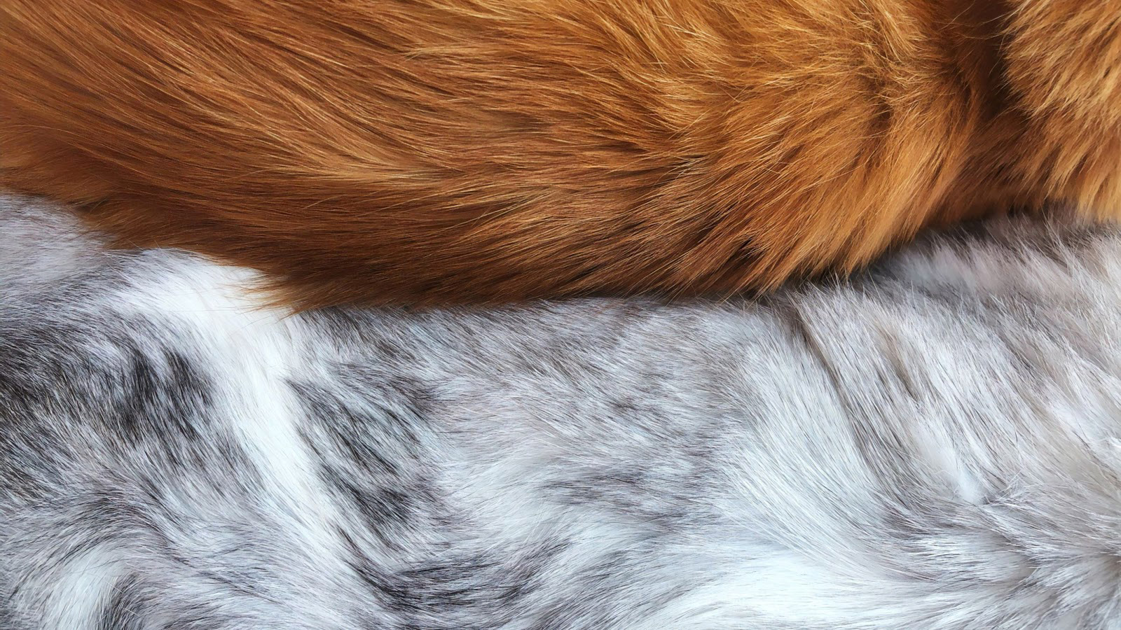 6 Benefits of Feeding Your Pet A Raw Food Diet
