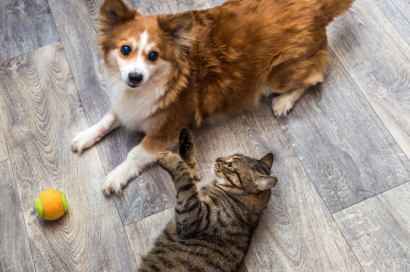6 Benefits of Feeding Your Pet A Raw Food Diet
