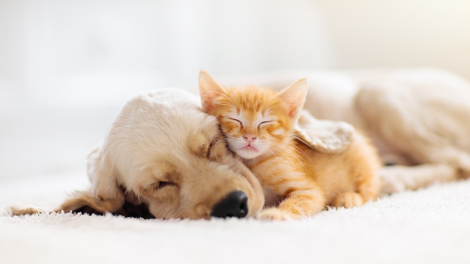 7 Benefits of Pulsed Electromagnetic Field (PEMF) Therapy For Your Pet