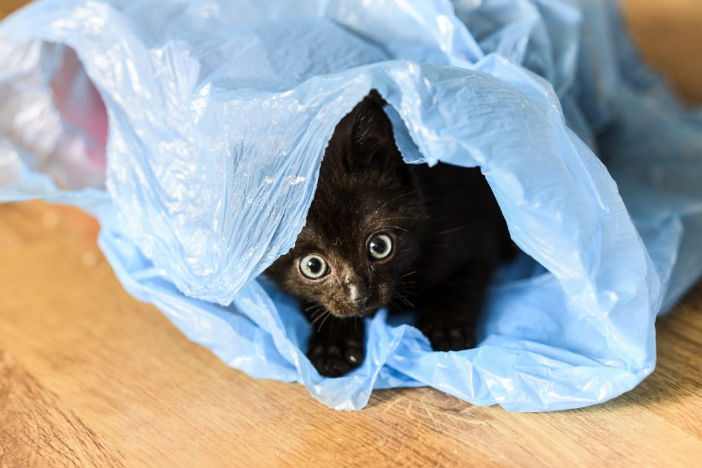 7 Ways to Prepare Your Home for A Cat in Singapore