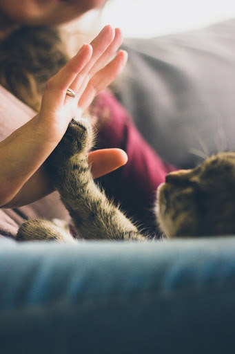 For Furry Friends: 6 Common Pet Issues That P.A.W.S Tackles