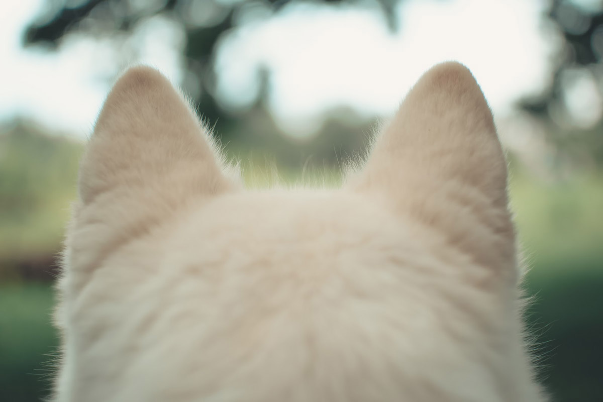 For Furry Friends: 6 Common Pet Issues That P.A.W.S Tackles