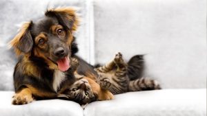 For Furry Friends: 6 Common Pet Issues That P.A.W.S Tackles