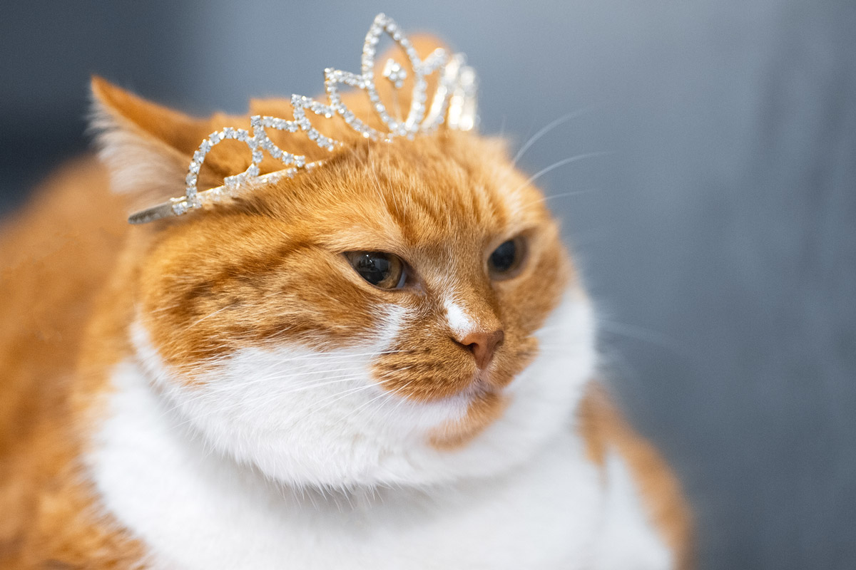 Why Is Your Cat Not Using Its Litter Box?