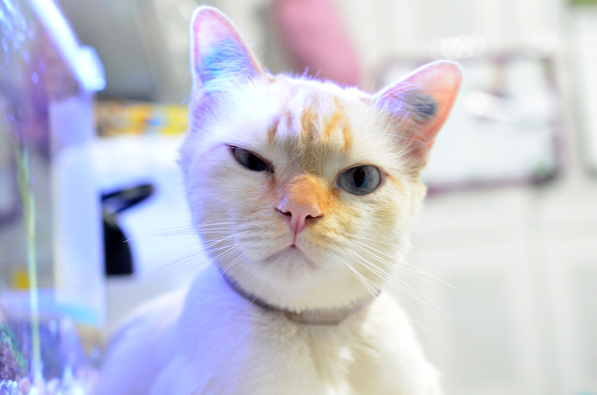 Why Is Your Cat Not Using Its Litter Box?