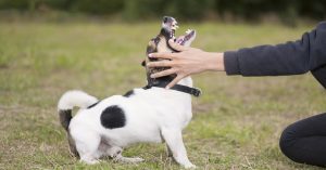 A Guide on How to Properly Handle Aggressive Behaviour in Dogs