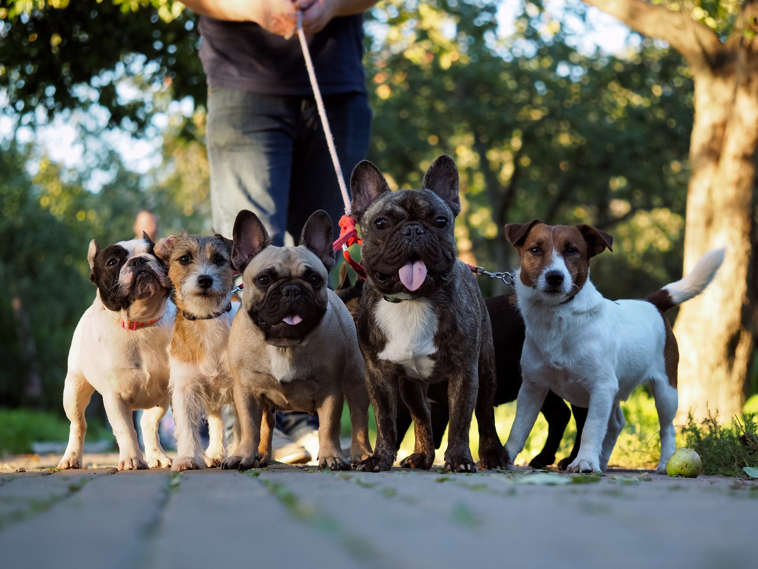 A Guide on How to Properly Handle Aggressive Behaviour in Dogs