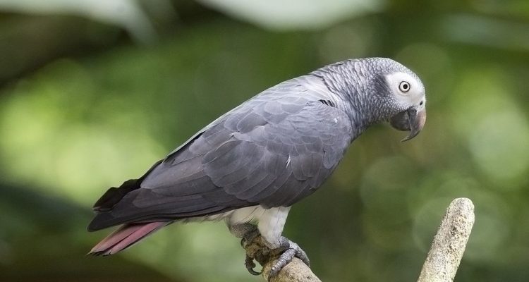 A Guide to Parrot Training