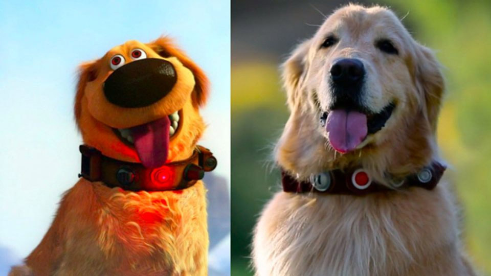  Cartoon Pets That You Can Actually Own