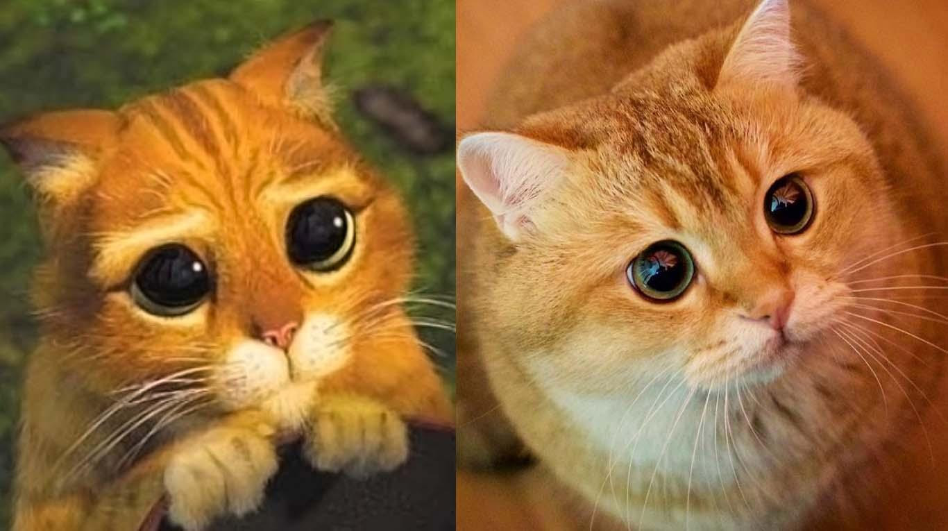  Cartoon Pets That You Can Actually Own