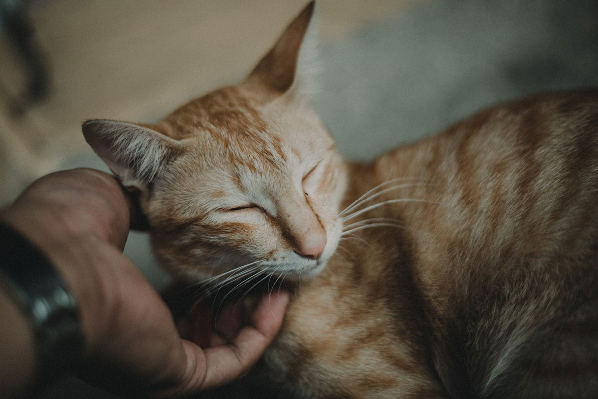 Feline Body Language: Understanding Your Cat’s Behaviour