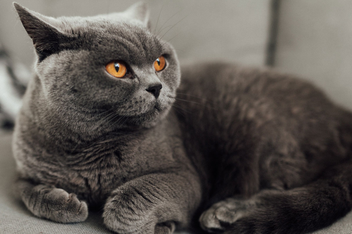 Feline Body Language: Understanding Your Cat’s Behaviour