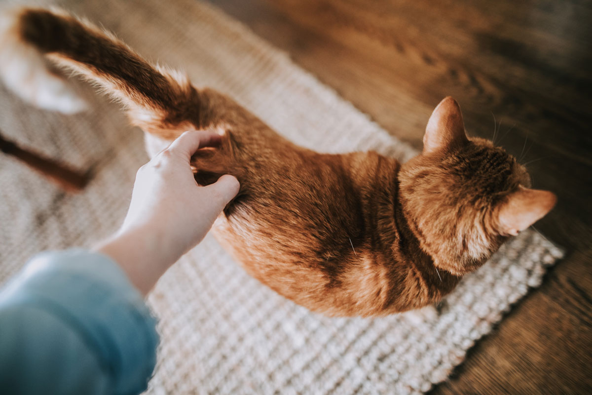 Feline Body Language: Understanding Your Cat’s Behaviour