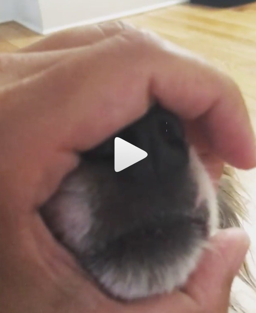 The #Snootchallenge May Just Be Beneficial to Your Pup