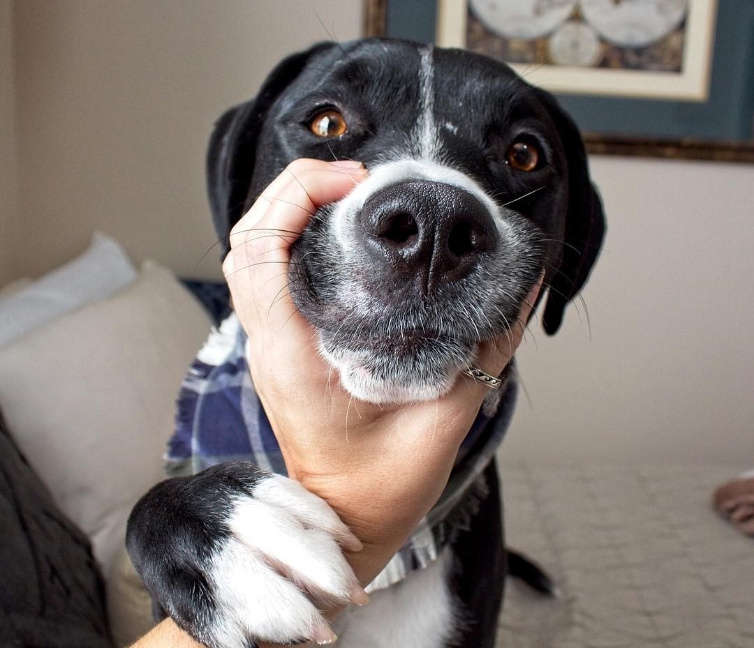 The #Snootchallenge May Just Be Beneficial to Your Pup