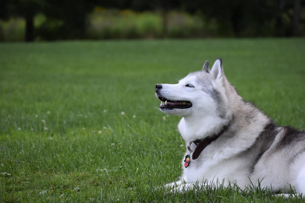 How to Care for A Husky in Tropical Singapore