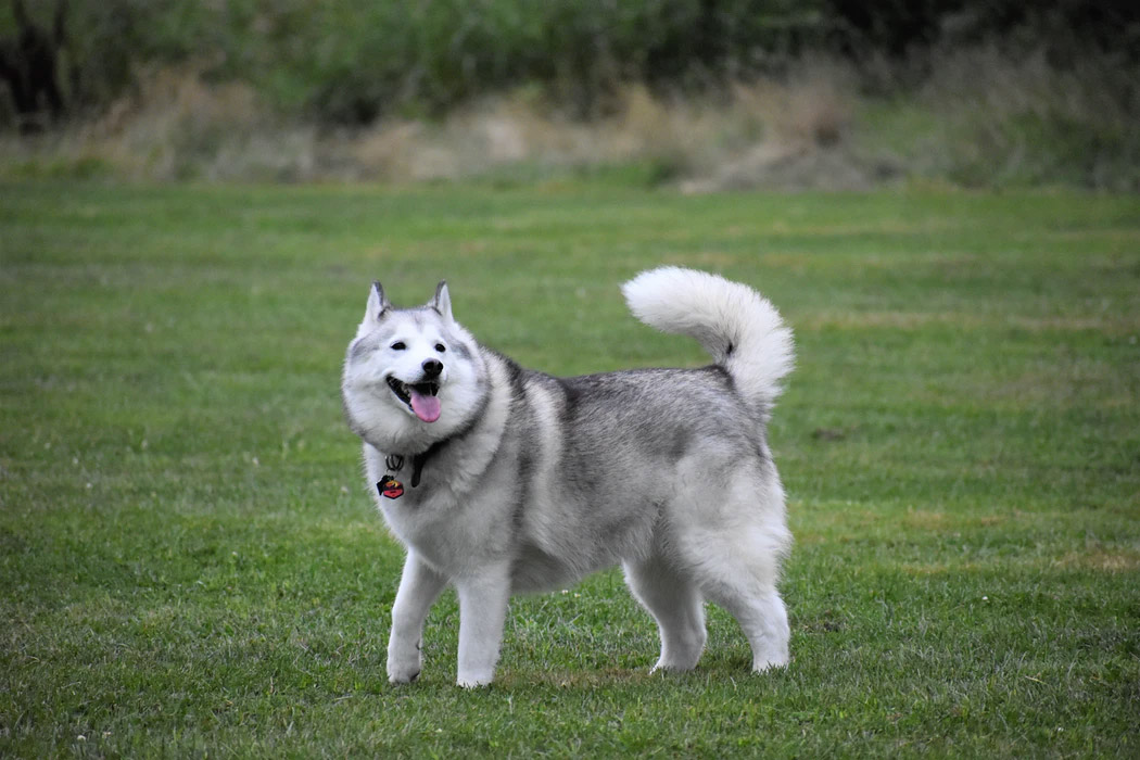 How to Care for A Husky in Tropical Singapore