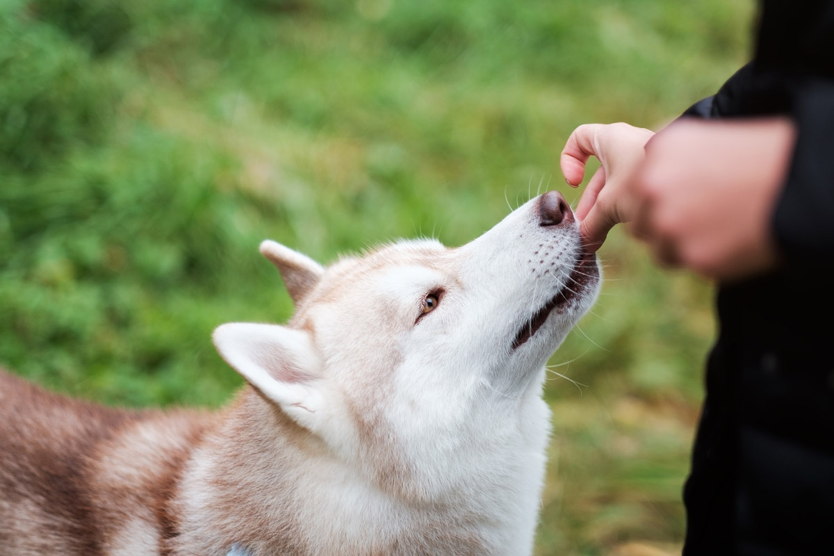 How to Care for A Husky in Tropical Singapore