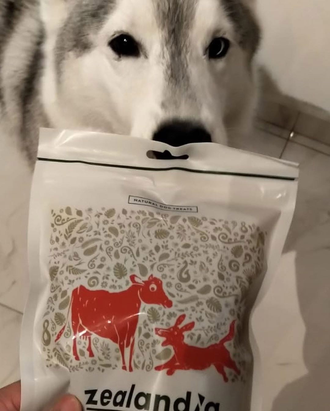 How to Care for A Husky in Tropical Singapore