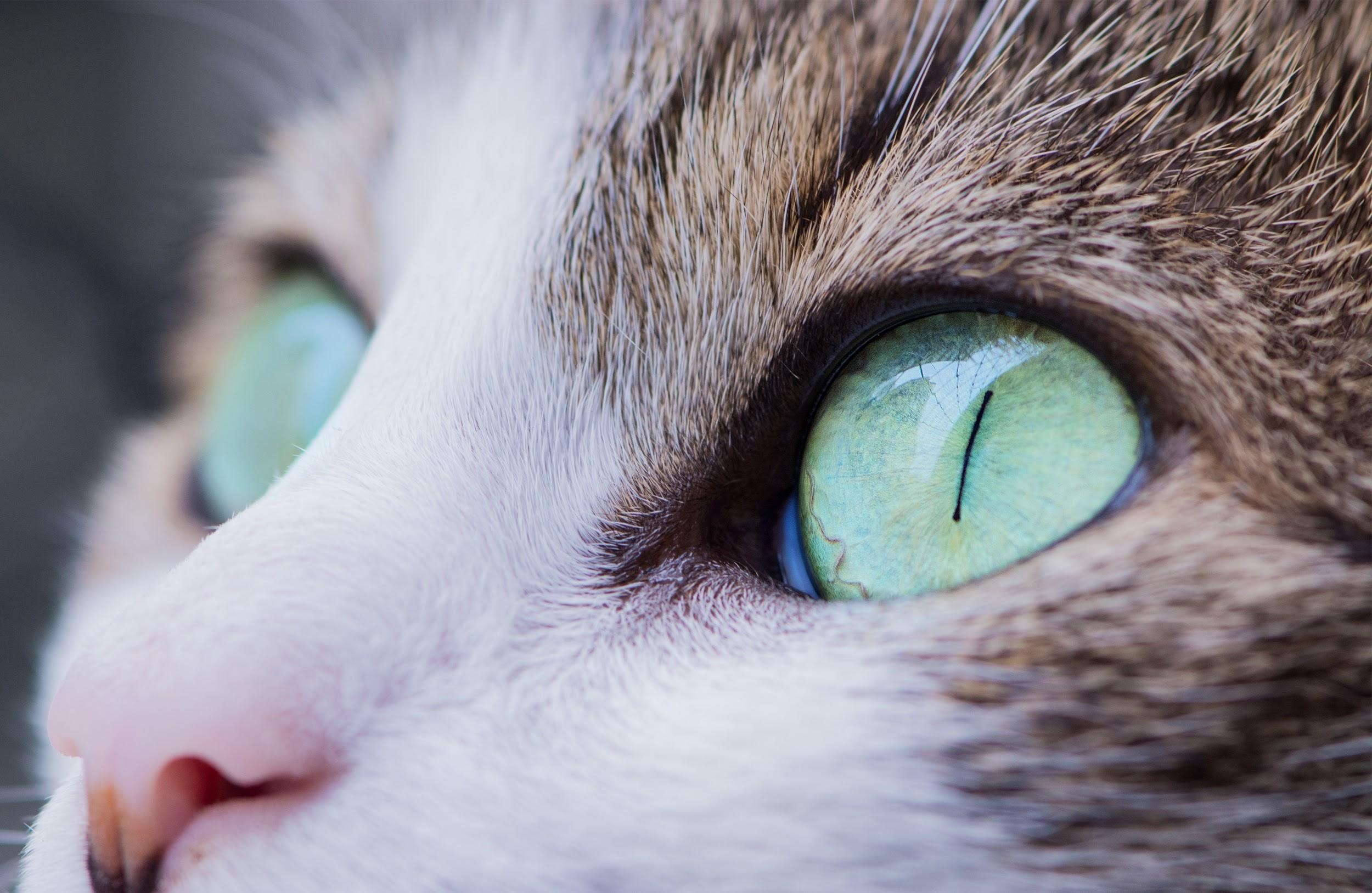 How To Read Your Cat’s Mind Through Its Eyes