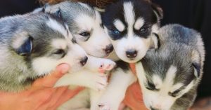 Inbreeding in Dogs: Why It Happens & Why It’s Bad