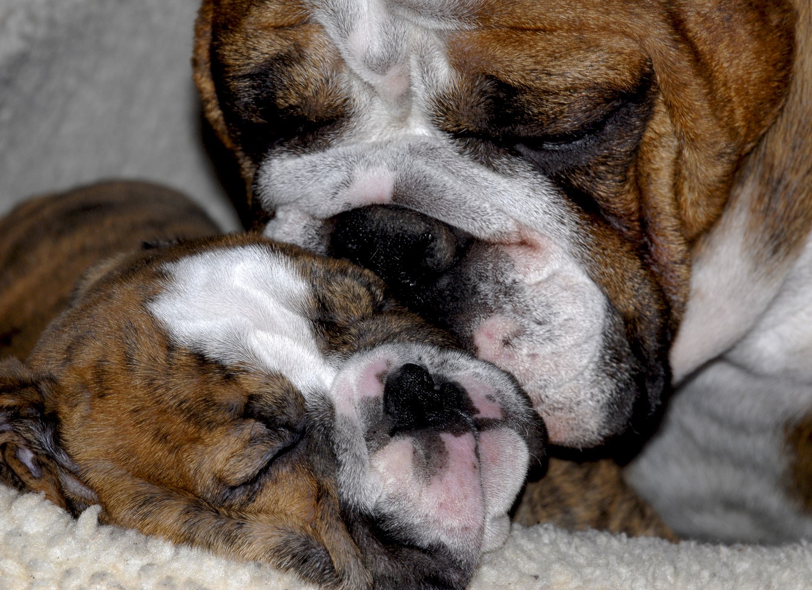 Inbreeding in Dogs: Why It Happens & Why It’s Bad