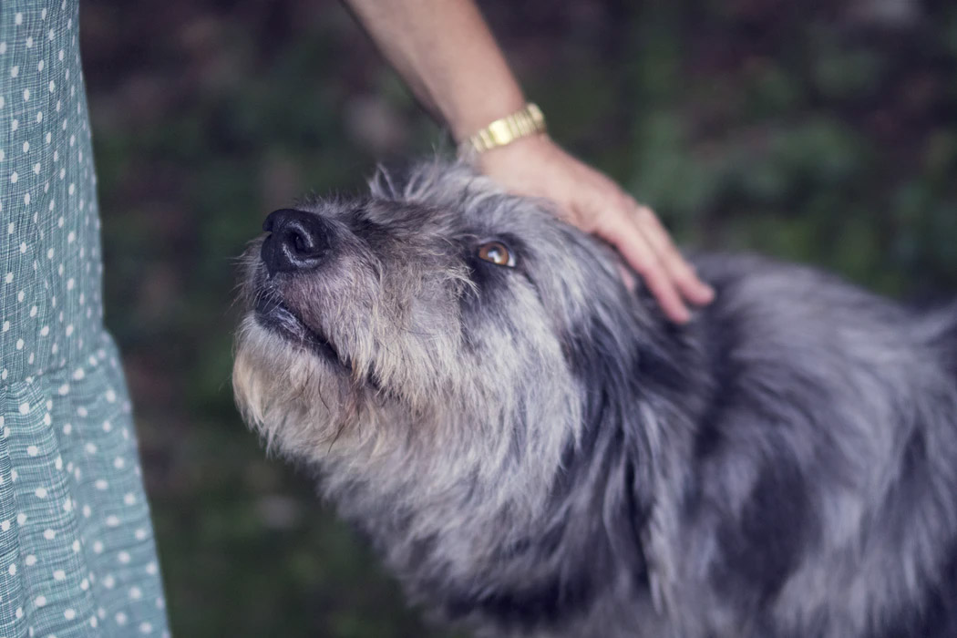 Looking After Your Senior Dog: 5 Simple & Useful Tips