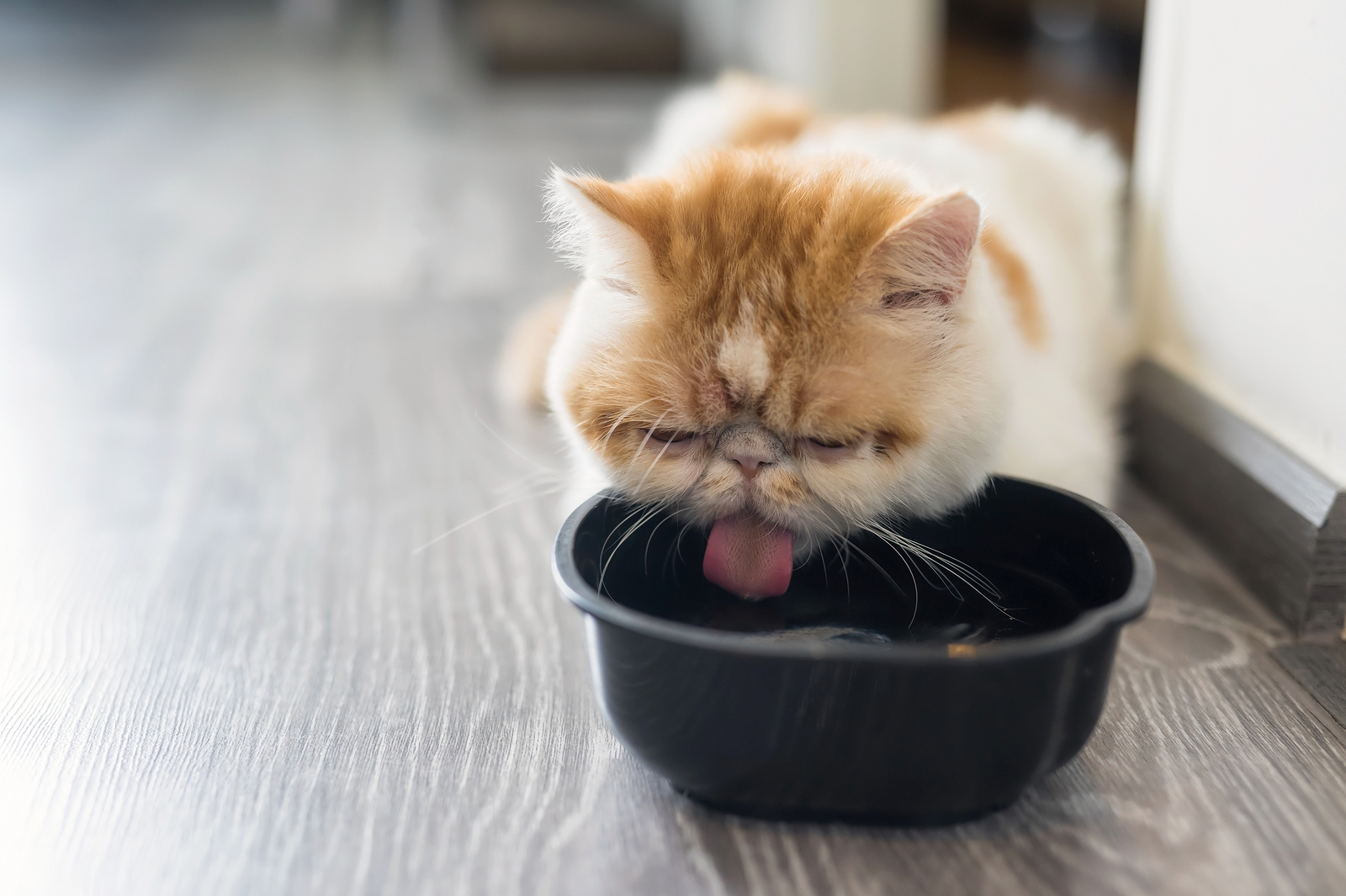 My Cat Hates Drinking Water: The Dangers of Dehydration