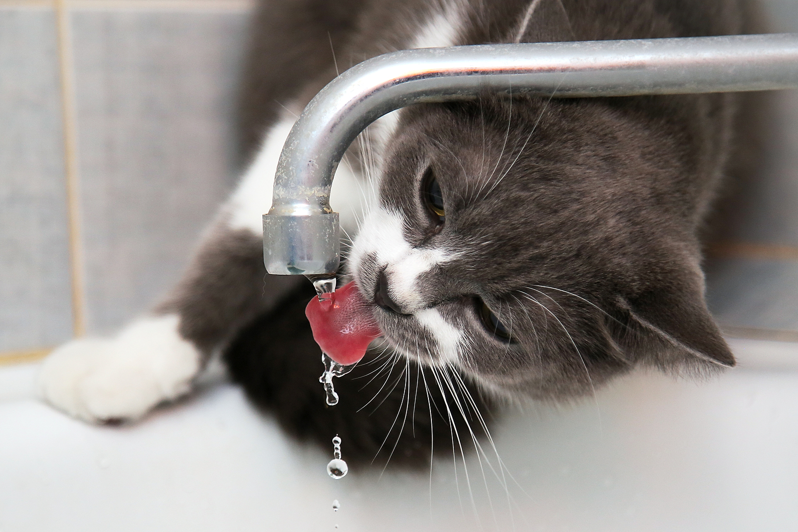 My Cat Hates Drinking Water: The Dangers of Dehydration