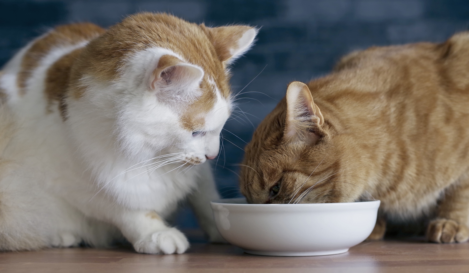 My cat hates clearance wet food