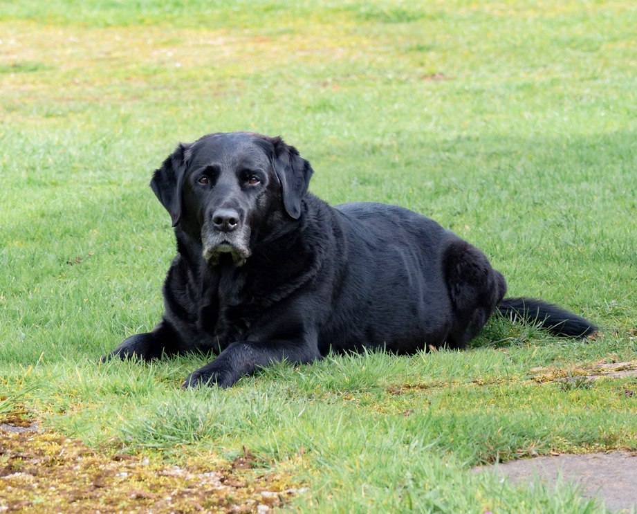 Old-Age In Dogs: 4 Important Signs That Your Dog is Aging