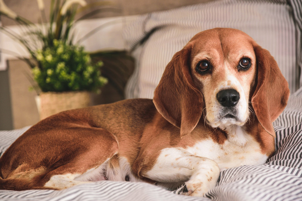 Old-Age In Dogs: 4 Important Signs That Your Dog is Aging