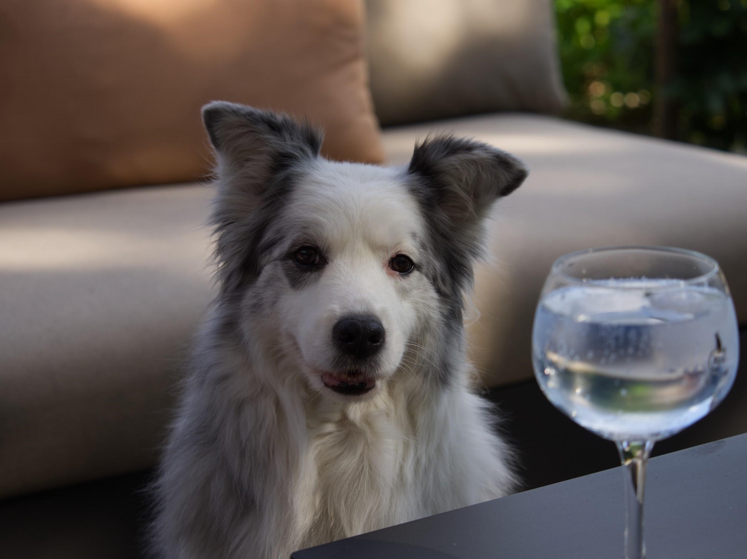 Pet Care Tips For Haze Season in Singapore