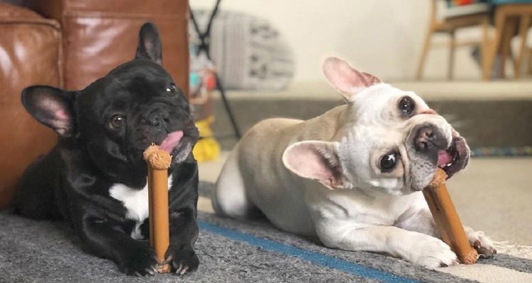 edible stuffed dog toys