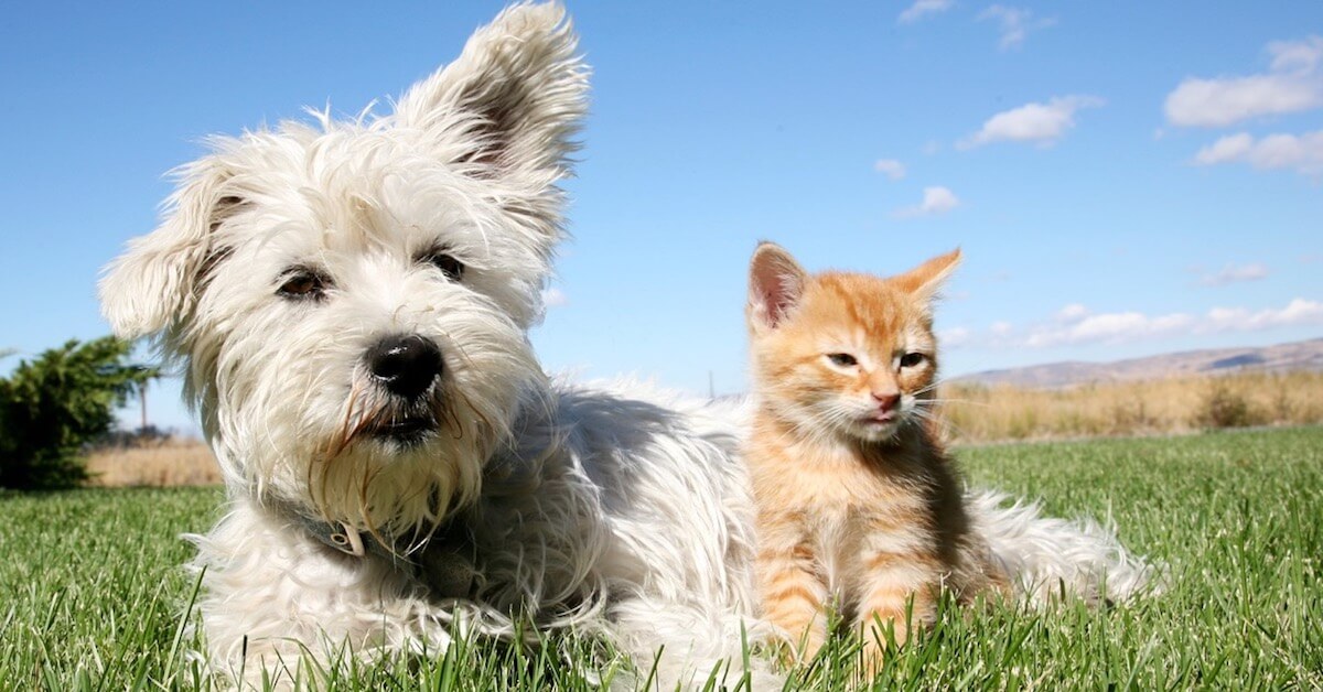 The Ultimate Guide to Cat & Dog Tail Language