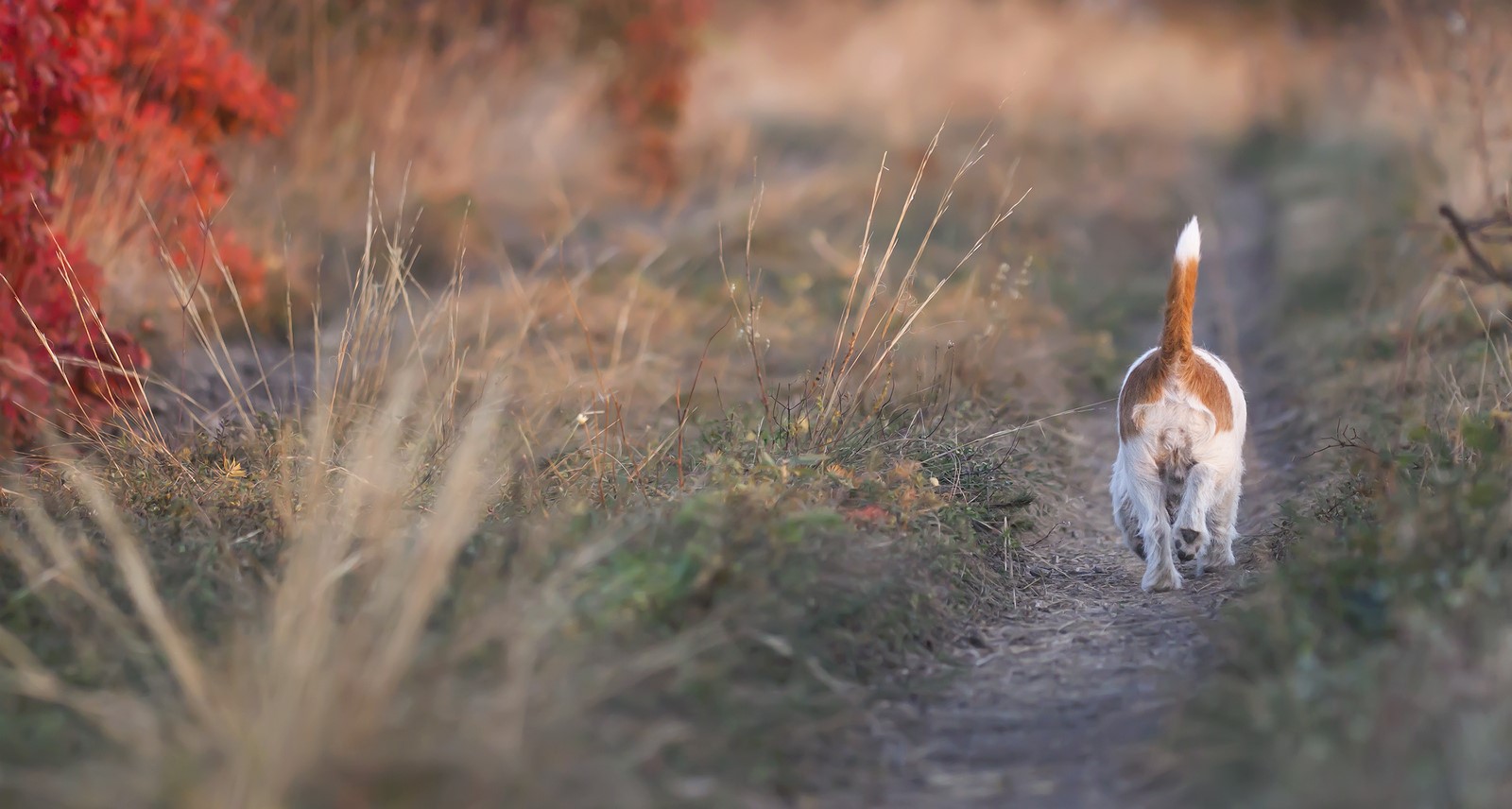 The Ultimate Guide to Cat & Dog Tail Language