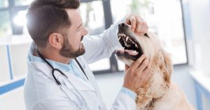 What Does The Colour of Your Dog’s Gums Say About Its Health?