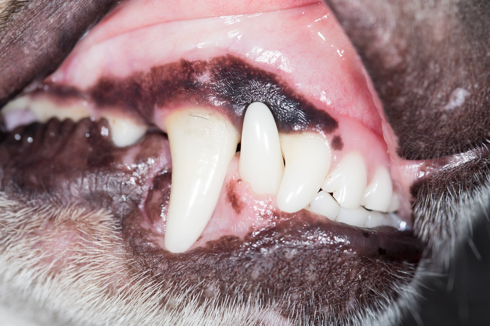 What Does The Colour of Your Dog’s Gums Say About Its Health?