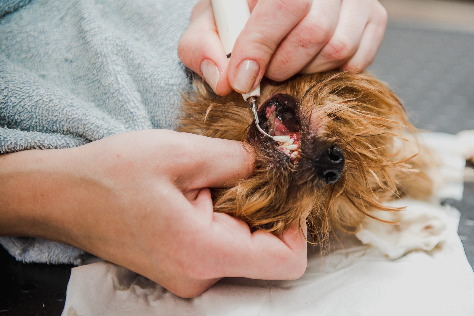 What Does The Colour of Your Dog’s Gums Say About Its Health?