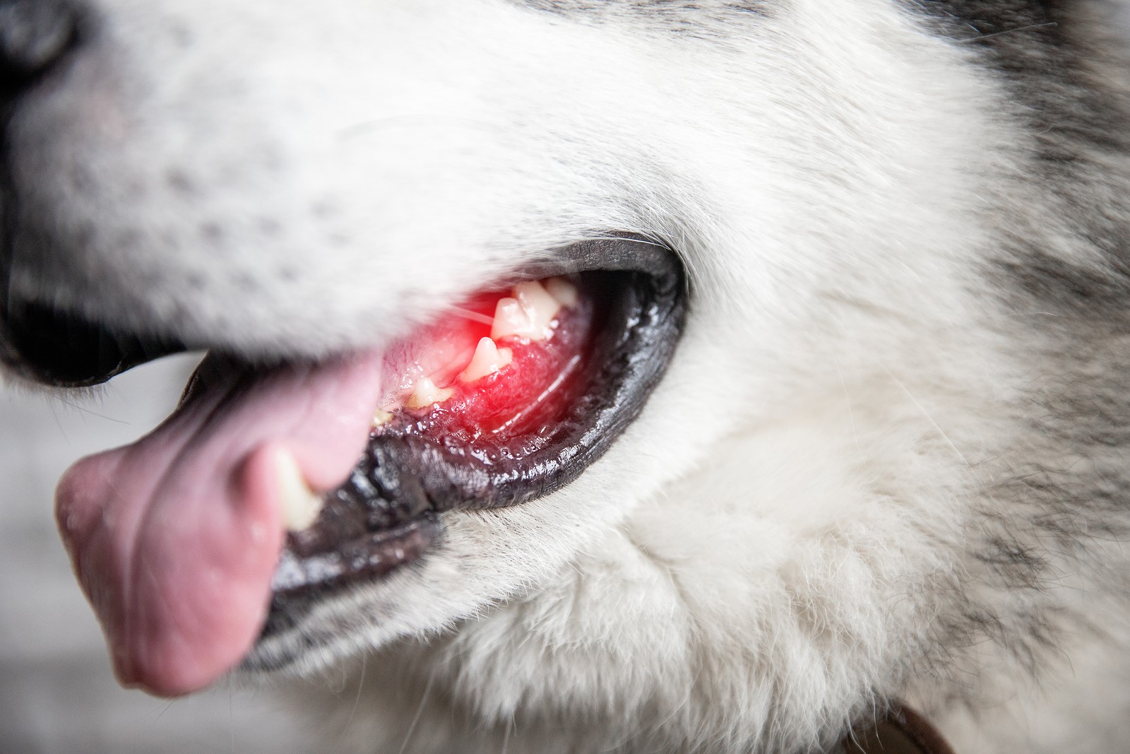 What Does The Colour of Your Dog’s Gums Say About Its Health?