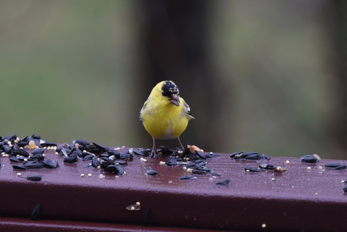 4 Benefits of Feeding Your Bird A Pellet Diet Instead of Seeds