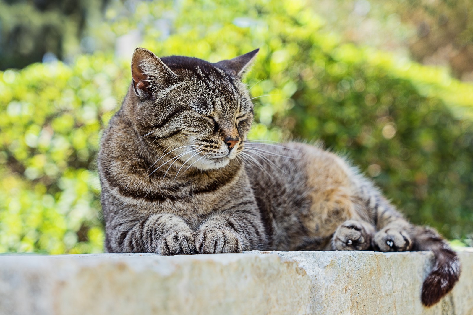 4 Common Cat Diseases That Your Vaccinated Cat Is Still At Risk Of