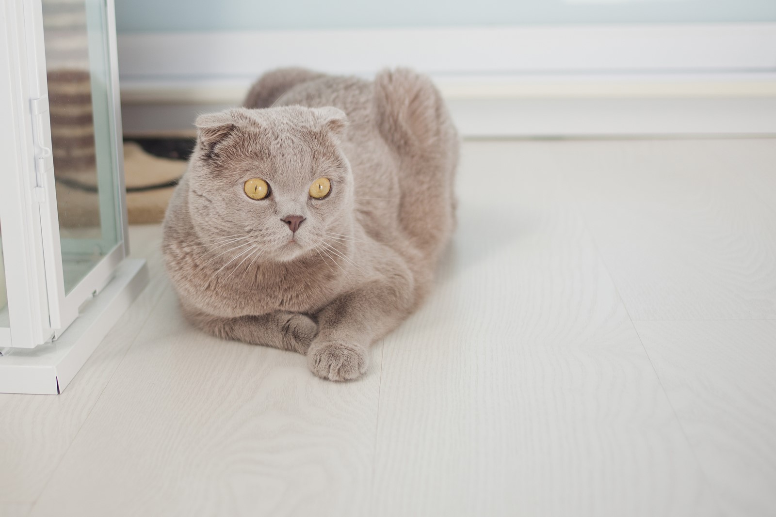 Cat Anxiety: A Pet Parent’s Guide To Calming Down Your Kitty