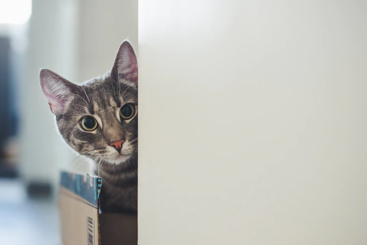 Cat Anxiety: A Pet Parent’s Guide To Calming Down Your Kitty