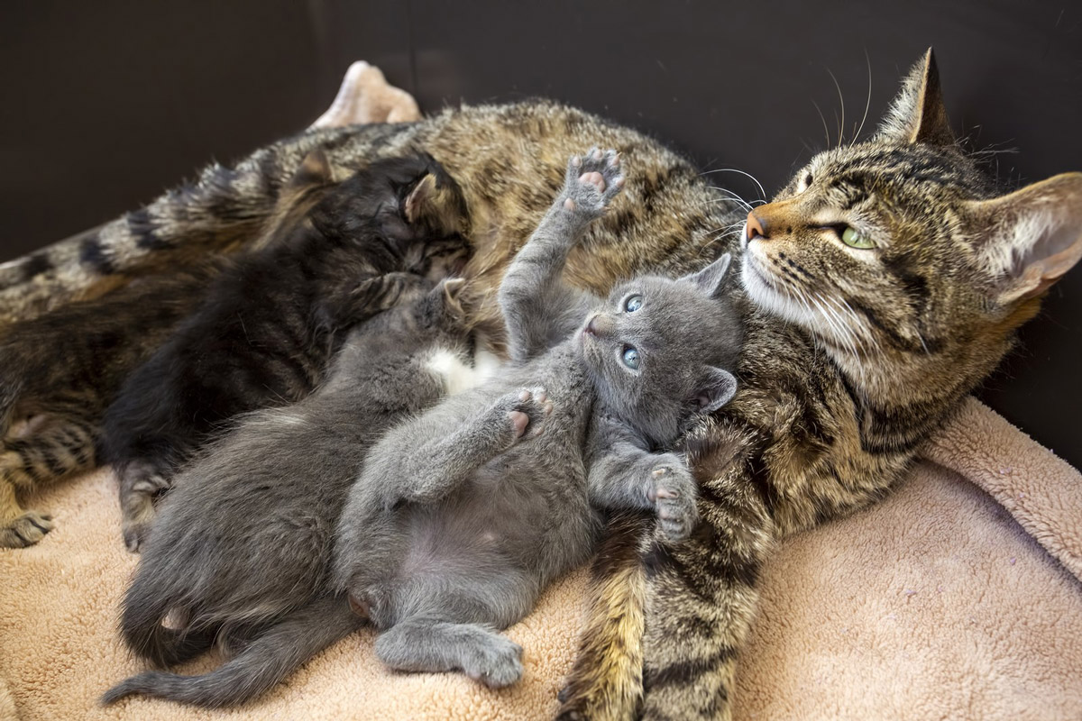 Cat Labour: How To Help Your Cat Give Birth & Prep For Newborn Kittens