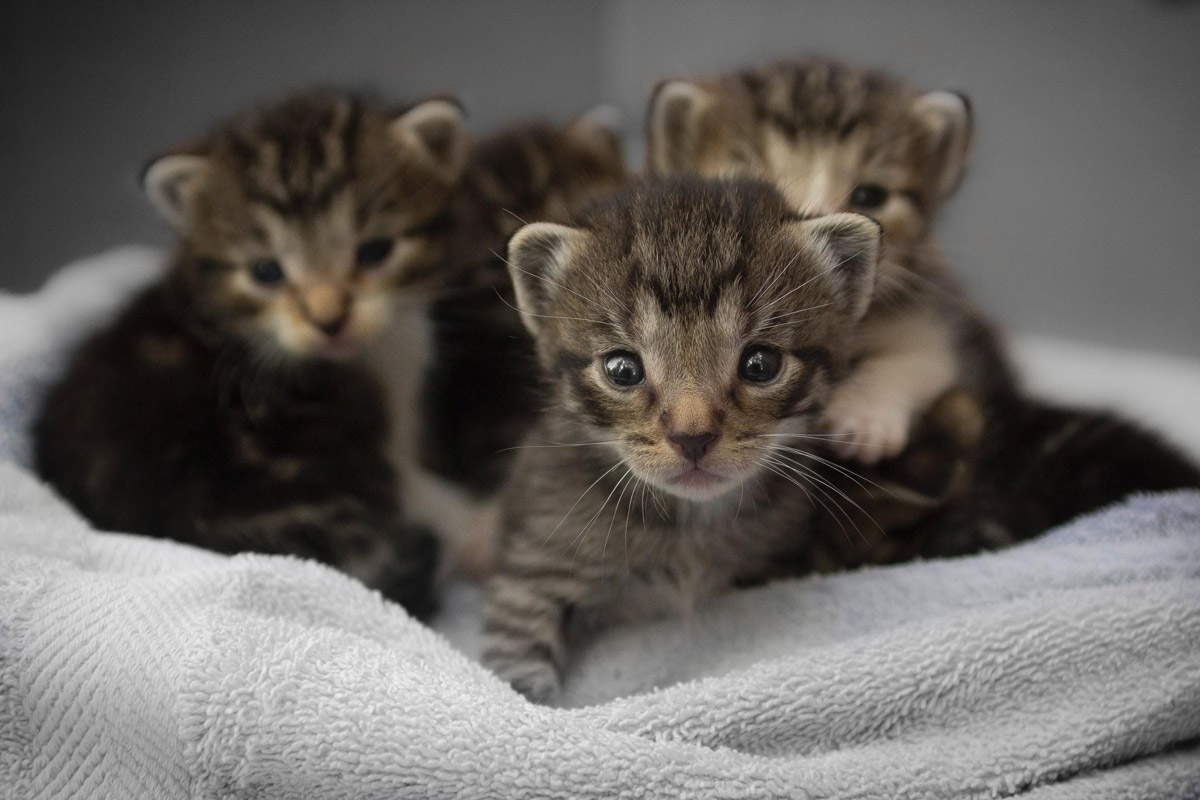 Cat Labour: How To Help Your Cat Give Birth & Prep For Newborn Kittens