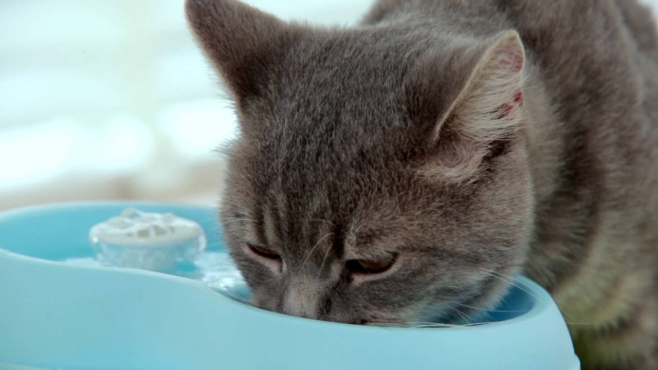 4 Ways to Stop Your Cat From Drinking From The Toilet (And Other Problematic Water Sources)
